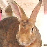 Cynthia Ledbetter Photo 10