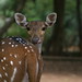 Gilbert Roderick Photo 4