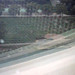 Deborah Adams Photo 23