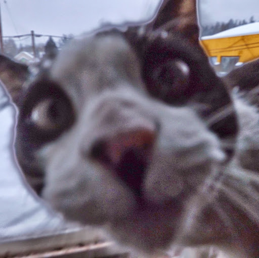 Steve Dancer Photo 17