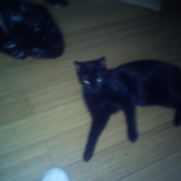 Tracy Parish Photo 10