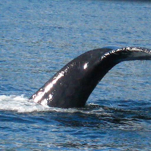 Mark Detwiler Photo 21