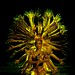 Linh Dang Photo 23