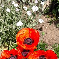 Erica Rasmussen Photo 5