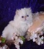Sandy Whicker Photo 1