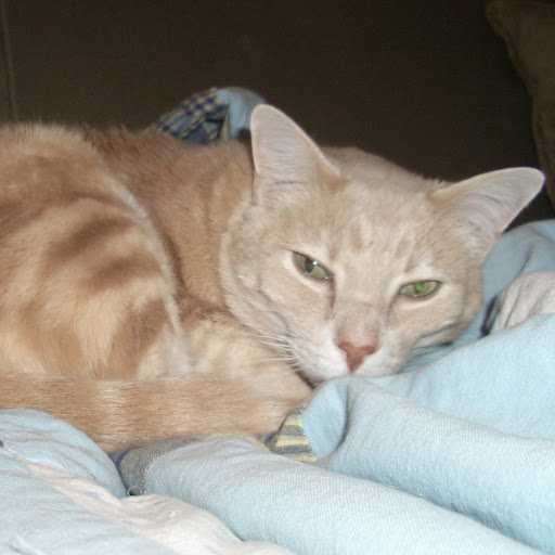 Dina Sullivan Photo 10