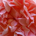 Evelyn Rose Photo 16