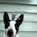 Joy Crain Photo 24