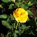 Joanne Rose Photo 33