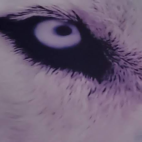 Ron Anthony Photo 35 Ron Anthony Photo 35