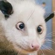 Chris Sheppard Photo 37