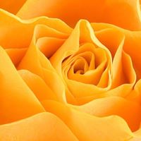 Carol Noyes Photo 10