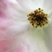 Rose Primavera Photo 11