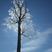 Karen Trapp Photo 29