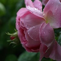 Betty Kelly Photo 21