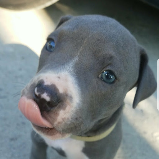 Christian Shepherd Photo 39