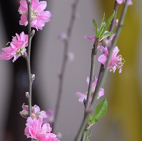 Thuy Huyen Photo 14