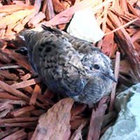 Sherri Garrett Photo 17