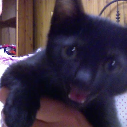 William Hardy Photo 52