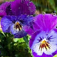 Patricia Metzger Photo 19