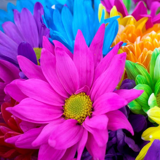 Suzanne Leach Photo 3