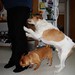 Ron Nelson Photo 24