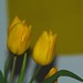 Nancy Flowers Photo 25