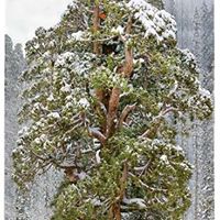 Loretta Cook Photo 7