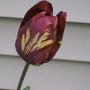 Sue Webster Photo 44