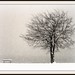 Douglas Craig Photo 33