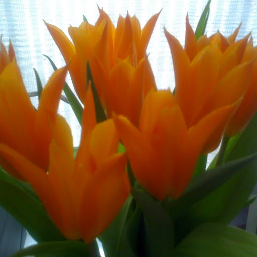 Patricia Healy Photo 15