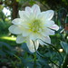Susan Dahl Photo 13