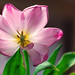 Sheila Wills Photo 29