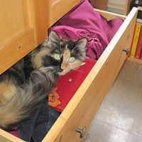 Charles Albert Photo 48