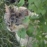 Lucinda Glass Photo 13