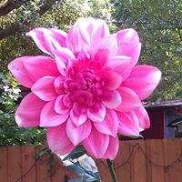 Kathryn Tanner Photo 31