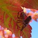 Sherry Erickson Photo 29