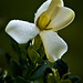 Alan Cohen Photo 31