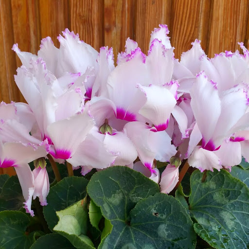 Betty Henry Photo 39