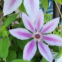 Joyce Griggs Photo 11