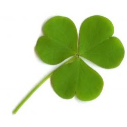 Cherie Morgan Photo 19