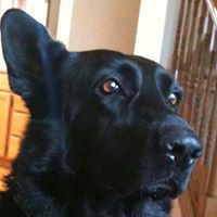 Ron Harding Photo 40