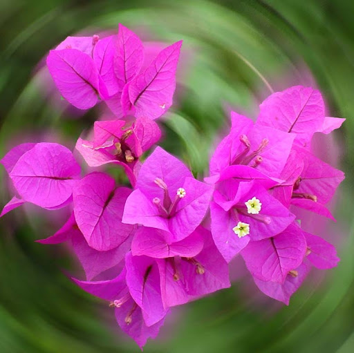 Michelle Kelsey Photo 18