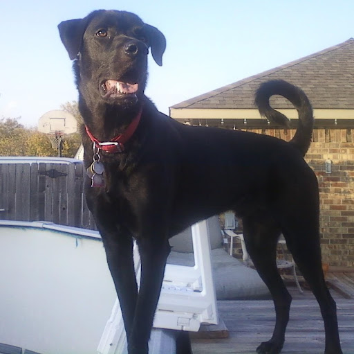 Ron Travis Photo 39 Ron Travis Photo 39