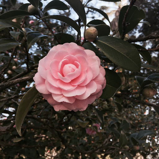 Frances Lee Photo 31 Frances Lee Photo 31