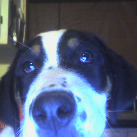 Michael Mahan Photo 58