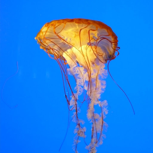 Andrew Royer Photo 29