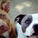 Betty Springer Photo 9