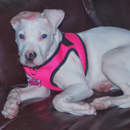 Israel Colon Photo 18