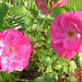 Rose Wheeler Photo 14